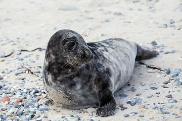 Image showing Young atlantic Grey Seal portrait