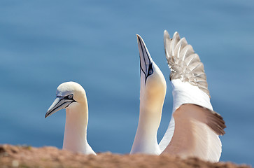 Image showing northern gannet, birds in love