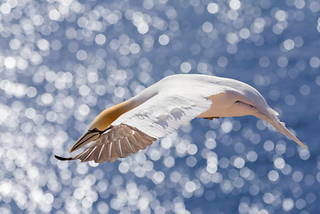 Image showing flying northern gannet, Helgoland Germany