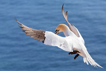 Image showing flying northern gannet, Helgoland Germany