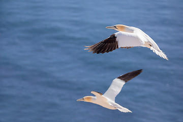 Image showing flying northern gannet, Helgoland Germany