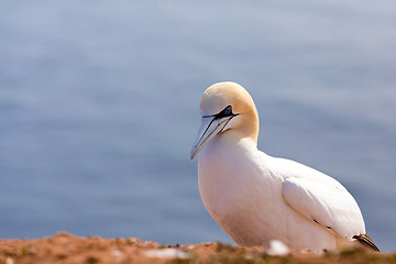 Image showing northern gannet sitting on the rock