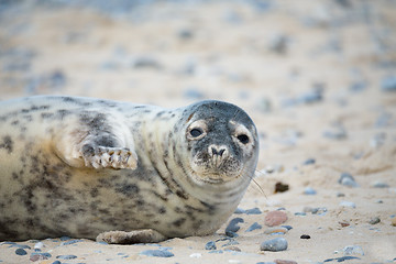 Image showing Young atlantic Grey Seal portrait