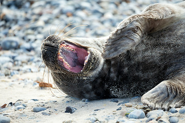 Image showing Young atlantic Grey Seal portrait