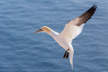 Image showing flying northern gannet, Helgoland Germany