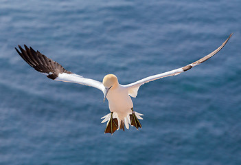 Image showing flying northern gannet, Helgoland Germany