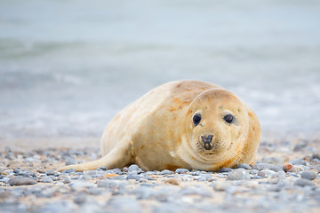 Image showing Young atlantic Grey Seal portrait