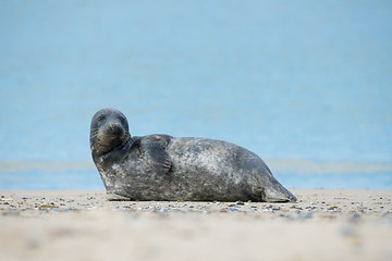 Image showing Young atlantic Grey Seal portrait