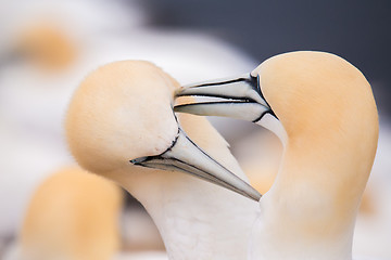 Image showing northern gannet, birds in love