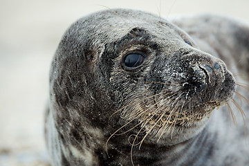 Image showing Young atlantic Grey Seal portrait
