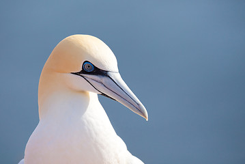 Image showing northern gannet sitting on the nest