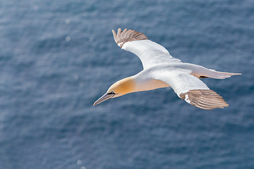 Image showing flying northern gannet, Helgoland Germany
