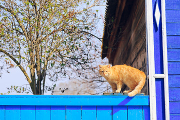 Image showing Red cat sitting on the blue fence