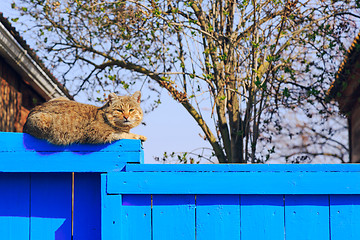 Image showing Red cat sitting on the blue fence