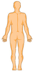 Image showing Human Anatomy