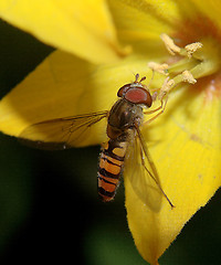 Image showing flower fly