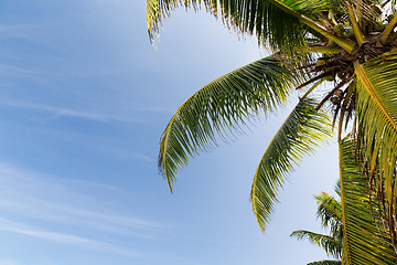 Image showing cocoa palm tree and blue sky