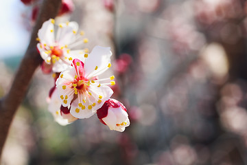 Image showing Spring white flowers and buds 