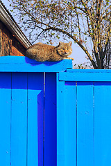 Image showing Red cat sitting on the blue fence