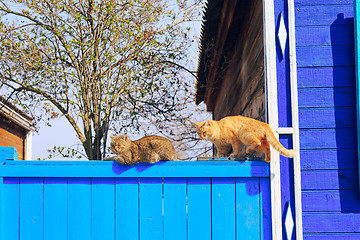 Image showing Two red cats sitting on the blue fence