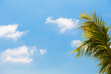 Image showing cocoa palm tree and blue sky