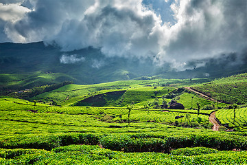 Image showing Green tea plantations in Munnar, Kerala, India