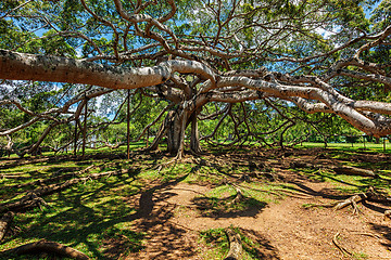 Image showing Ficus Benjamina tree