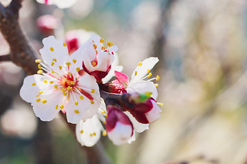 Image showing Spring white flowers and buds 