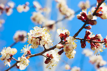 Image showing Spring white flowers and buds 