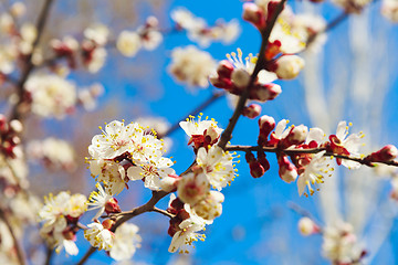 Image showing Spring white flowers and buds 