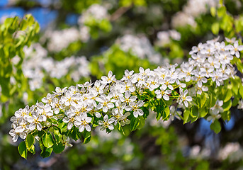 Image showing Apple tree blossoming branch