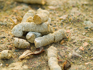 Image showing Goose poo