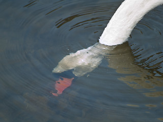 Image showing Swan underwater