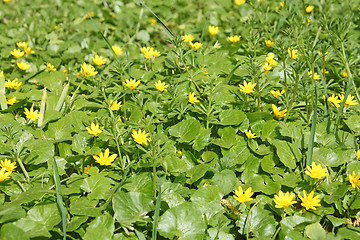 Image showing Flowering plants of lesser celandine