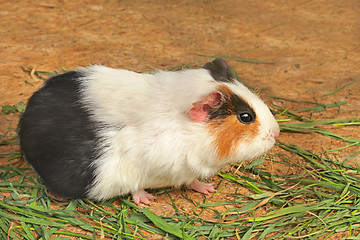 Image showing Mature guinea pig eating green grass