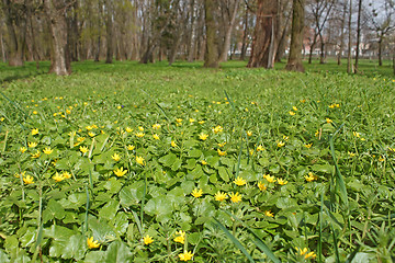 Image showing Flowers of lesser celandine in park