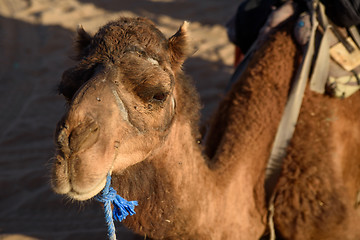 Image showing Old camel working on desert caravans.