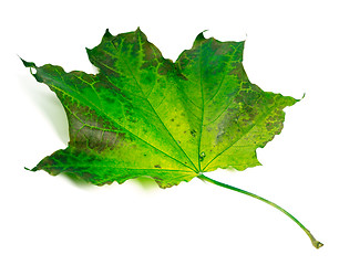 Image showing Maple-leaf on white