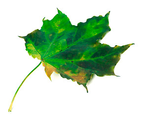 Image showing Green autumn maple leaf on white background
