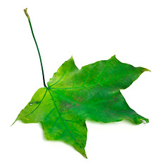 Image showing Green maple leaf