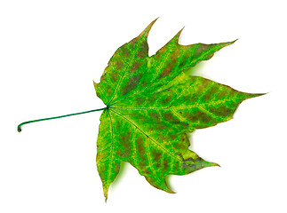 Image showing Multicolor maple-leaf on white