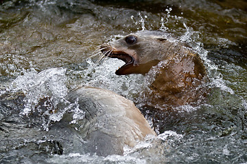 Image showing Pinniped- seal 