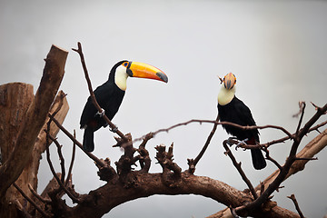 Image showing channel-billed toucan