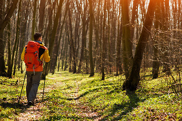 Image showing Active healthy man hiking in beautiful forest