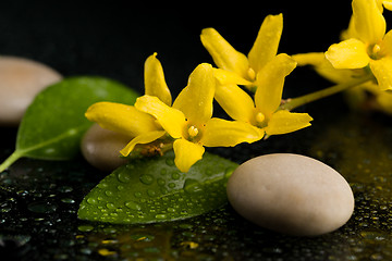 Image showing pebbles and yellow flower on black with water drops