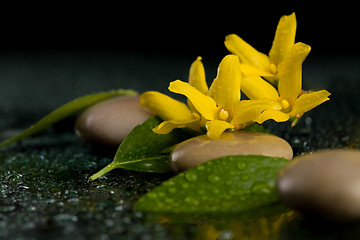 Image showing pebbles and yellow flower on black with water drops