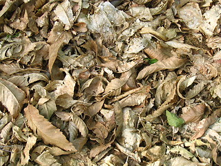 Image showing leaves