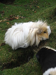 Image showing guinea pig