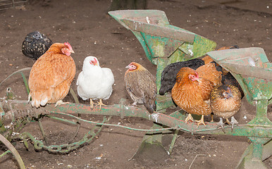 Image showing Image of different chickens standing on an agricultural mashine 