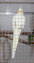 Image showing White bird in a cage